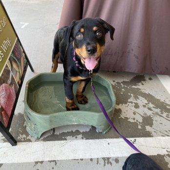 Pet Wants Frisco - Pool or water bowl? - Pet Stores Near Me - Frisco, Texas