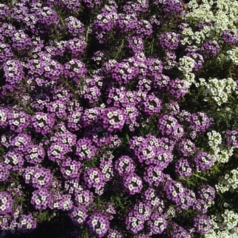 The Flower Fields - Flower garden - Venues & Event Spaces Near Me - Carlsbad, California The Flower Fields - Flower garden - Venues & Event Spaces Near Me - Carlsbad, California