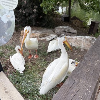 Tracy Aviary - Getting a foot away from docile pelicans...priceless - Zoos Near Me - Salt Lake City, Utah Tracy Aviary - Getting a foot away from docile pelicans...priceless - Zoos Near Me - Salt Lake City, Utah