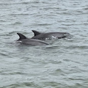 Captain Derek's Dolphin Adventure - Tours Near Me - Tybee Island, Georgia