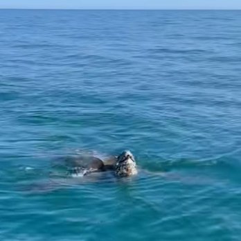 Iruka Hawaii Dolphin - Snorkeling Near Me - Honolulu, Hawaii
