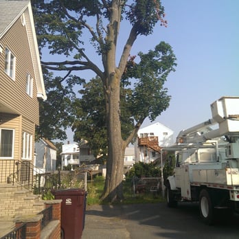 Kelley Tree Service - Tree Services Near Me - Beverly, Massachusetts