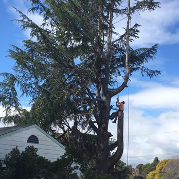 Timberland Tree Care - Tree fallers rock! - Tree Services Near Me