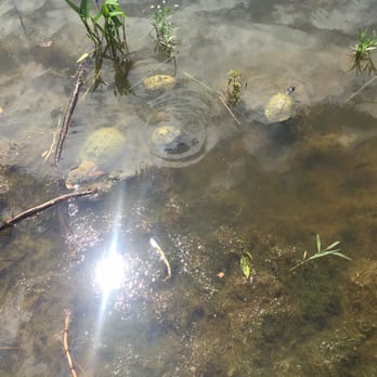 Cedar Ridge Preserve - Turtles - Hiking Near Me - Dallas, Texas