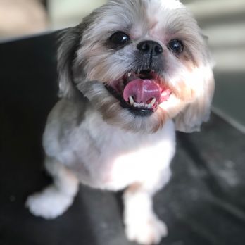 OnePupTwoPup Dog Grooming - Genny makes Marley smile like this! - Pet Groomers Near Me OnePupTwoPup Dog Grooming - Genny makes Marley smile like this! - Pet Groomers Near Me