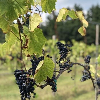 Fawn Creek Winery - Wineries Near Me - Wisconsin Dells, Wisconsin