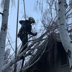 Easy Stumps Tree Services