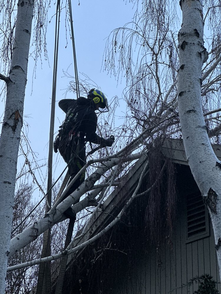 Easy Stumps Tree Services - tree service in Folsom, CA