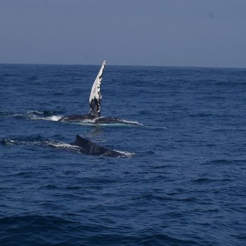 Discovery Whale Watch - Whale Watching Tours Near Me - Monterey, California Discovery Whale Watch - Whale Watching Tours Near Me - Monterey, California