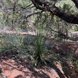 Pedernales River Nature Park - Flor