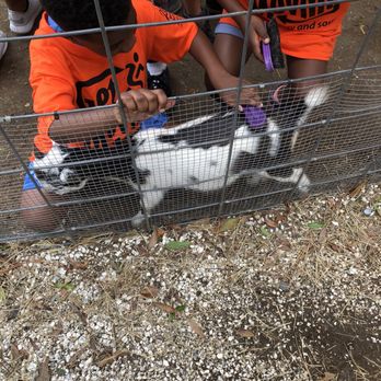 Old McMicky's Farm - Brushing a goat - Venues & Event Spaces Near Me - Odessa, Florida Old McMicky's Farm - Brushing a goat - Venues & Event Spaces Near Me - Odessa, Florida