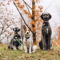Canine Adventure Club - 3 best furends: Duke, Jocko, & Freya