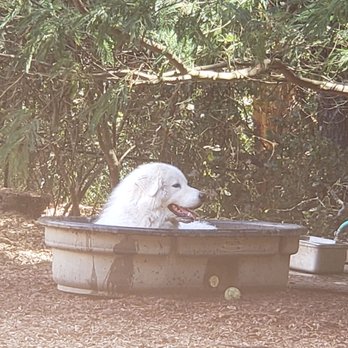 Villa Dog Park - Leo in his tub at the park. - Dog Parks Near Me - Healdsburg, California Villa Dog Park - Leo in his tub at the park. - Dog Parks Near Me - Healdsburg, California