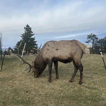 Estes Park 18 Hole Golf Course - Elk on driving range - Golf Near Me - Estes Park, Colorado Estes Park 18 Hole Golf Course - Elk on driving range - Golf Near Me - Estes Park, Colorado