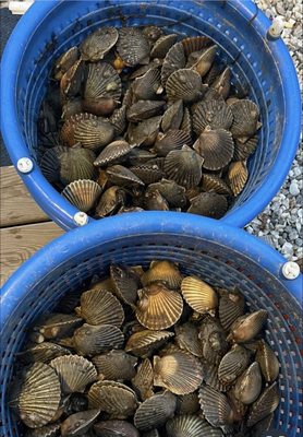 Bennett Shellfish by null
