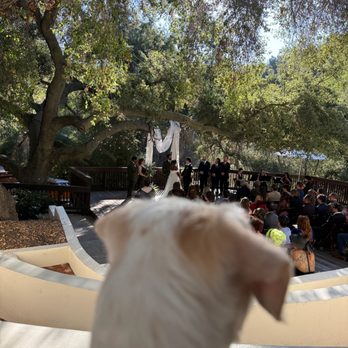 Hart 2 Paw - chopper during ceremony - Pet Sitting Near Me Hart 2 Paw - chopper during ceremony - Pet Sitting Near Me