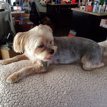 LivelyPets Mobile Grooming - Onyxia - Pet Groomers Near Me