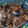 Photo of Wet Dog Boats