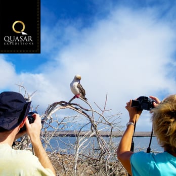 Quasar Expeditions - Galapagos red-footed booby! - Tours Near Me - Plantation, Florida Quasar Expeditions - Galapagos red-footed booby! - Tours Near Me - Plantation, Florida