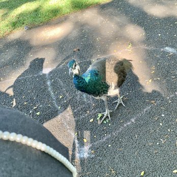 Honolulu Zoo - Escaped peacock just stopping by my picnic bench to say hello lol - Zoos Near Me - Honolulu, Hawaii Honolulu Zoo - Escaped peacock just stopping by my picnic bench to say hello lol - Zoos Near Me - Honolulu, Hawaii