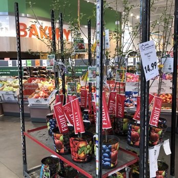 Lidl - Plants - Grocery Near Me - Virginia Beach, Virginia Lidl - Plants - Grocery Near Me - Virginia Beach, Virginia