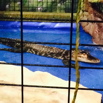 San Mateo County Fair - Hello baby alligator! - Festivals Near Me - San Mateo, California