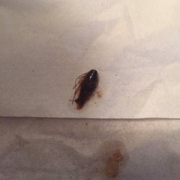 Be aware of the roach's in there food, Be aware of the roach's in there food,