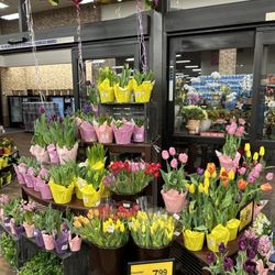 Springtime Tulips