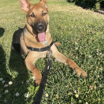 Smart Paws Private Training - Amelia Olson - Settle position - Pet Training Near Me
