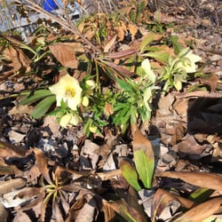 The Gardens at SIUE - A flower! It's 2/27!!