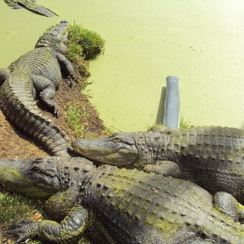 Jungle Adventures - Tours Near Me - Christmas, Florida Jungle Adventures - Tours Near Me - Christmas, Florida