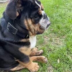 Poop & Scoop - Happy about his clean yard!!