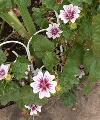 Kó-fē House by null