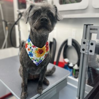 NeliPet - My Ellie May after - shes gorgeous - Pet Groomers Near Me - Aliso Viejo, California NeliPet - My Ellie May after - shes gorgeous - Pet Groomers Near Me - Aliso Viejo, California