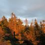 Photo of Mount Paugus
