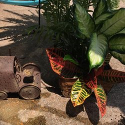 Prescott Floral and Bakery - Prescott Flowers can personalize your needs Sympathy Plant