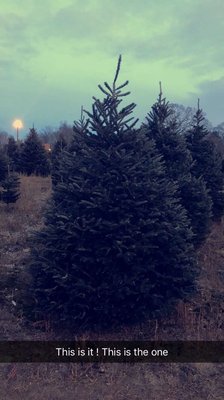 Henry S Christmas Tree Farm 352 Seven Mile Rd Hope Ri Gift Shops Mapquest