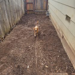 Gold Country Enterprises - Our dog was so confused all his beautiful trash was gone.