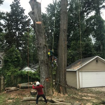 Omega Tree Service - Tree Services Near Me