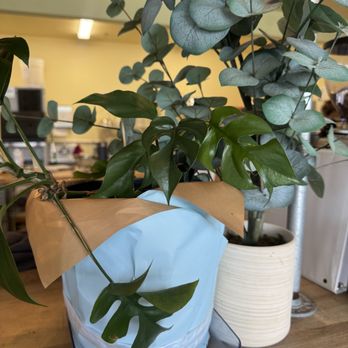 Leahi Health - Plants - Vegan Near Me - Honolulu, Hawaii Leahi Health - Plants - Vegan Near Me - Honolulu, Hawaii