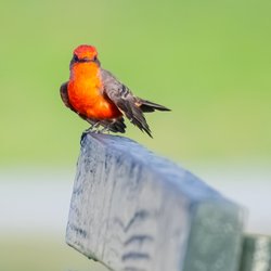 Mile Square Regional Park - Vermilion Flycatcher on a bench | IG @moniquedao