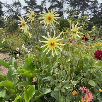 Crystal Bay Farm - Flower upick - Fruits & Veggies Near Me - Watsonville, California Crystal Bay Farm - Flower upick - Fruits & Veggies Near Me - Watsonville, California