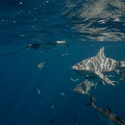 Florida Shark Diving