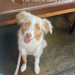 Toy Australian Shepherd dog Toy Australian Shepherd dog