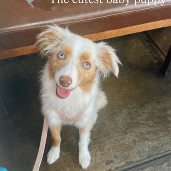Pawsitively Groomed Pet Salon - Toy Australian Shepherd dog - Pet Groomers Near Me - Burlingame, California Pawsitively Groomed Pet Salon - Toy Australian Shepherd dog - Pet Groomers Near Me - Burlingame, California