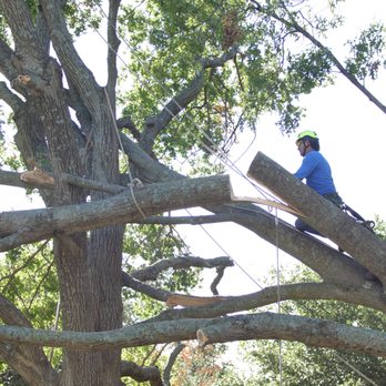 Texas Tree Surgeons - Tree Services Near Me - Garland, Texas Texas Tree Surgeons - Tree Services Near Me - Garland, Texas