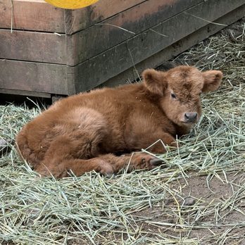 Highland Farms - Baby cow - Venues & Event Spaces Near Me - Brightwood, Oregon Highland Farms - Baby cow - Venues & Event Spaces Near Me - Brightwood, Oregon
