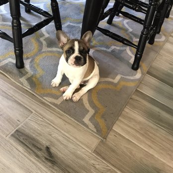Emma's Pets - Archie finally at home - Pet Breeders Near Me Emma's Pets - Archie finally at home - Pet Breeders Near Me