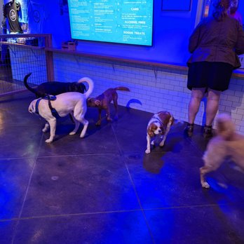 Bark Bar & Grille - Hot Dogs Near Me - Little Rock, Arkansas