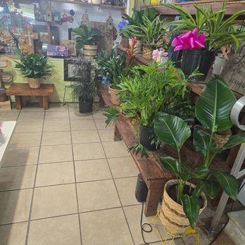 Ava Sues Flowers - Variety of house plants, we get different selections all the time! Perfect for any occasion - Florists Near Me - Batesville, Mississippi